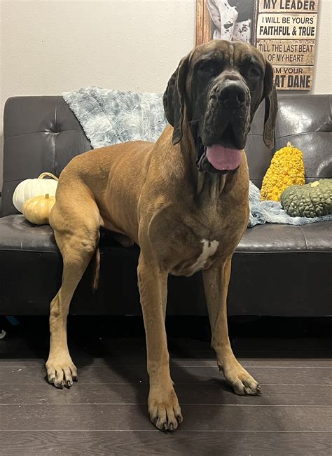 great danes for adoption in missouri